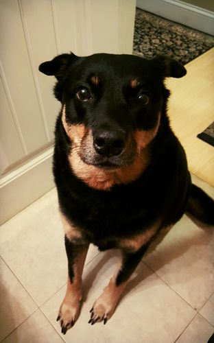 image of Zelda the Black and Tan Mutt sitting and looking at me expectantly