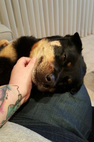 image of Zelda the Black and Tan Mutt lying next to me on the couch, with her head on my leg, grinning as I scratch her chin
