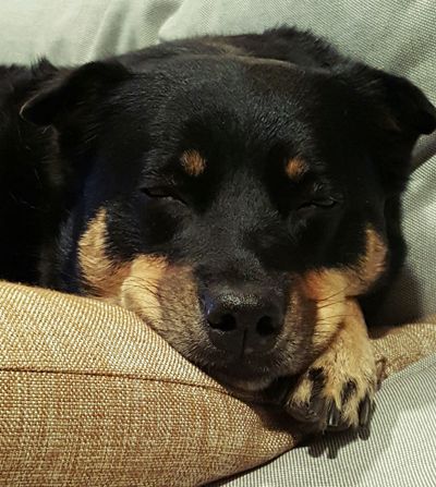 image of Zelda the Black and Tan Mutt asleep on the couch, looking supercute