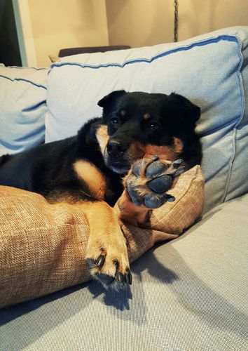 image of Zelda the Black and Tan Mutt lying on the couch, with one paw angled so it looks as though she's doing a 'talk to the hand' gesture