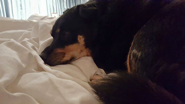 image of Zelda the Black and Tan Mutt curled up in my bed