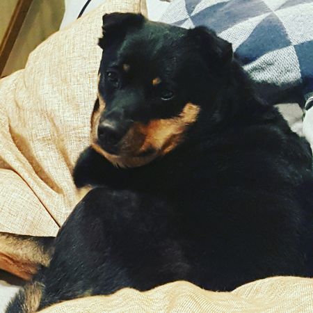 image of Zelda the Black and Tan Mutt curled up on the couch, looking over her shoulder at me