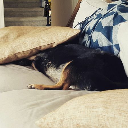 image of Zelda the Black and Tan Mutt lying on the couch with her head under a pillow