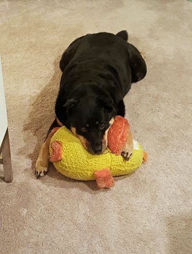 image of Zelda the Black and Tan Mutt lying on the floor with a big plushy duck