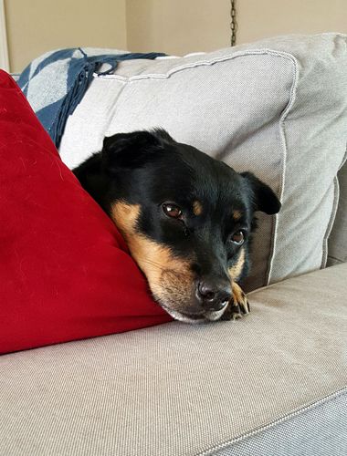 image of Zelda the Black and Tan Mutt lying on the sofa with her chin on the arm, looking adorable