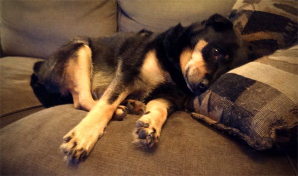 Zelda the Black and Tan Mutt, lying on the loveseat looking cuddly and adorable