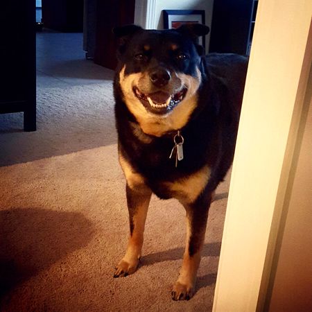 image of Zelda the Black and Tan Mutt peeking around a corner at me, grinning