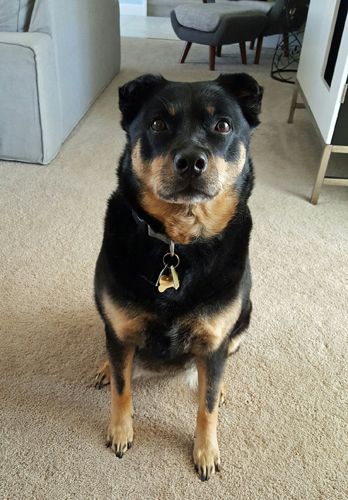 image of Zelda the Black and Tan Mutt sitting in front of me, looking at me with a serious expression
