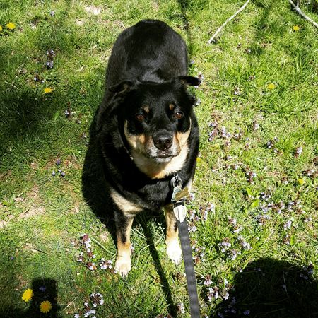 image of Zelda the Black and Tan Mutt standing in the grass, peering up into the sunshine