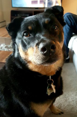 image of Zelda the Black and Tan Mutt sitting in front of me, with her head tilted to one side