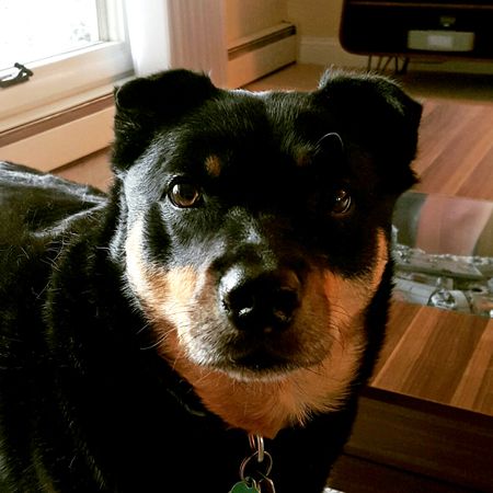 image of Zelda the Black and Tan Mutt sitting in front of me, looking at me with a SERIOUS FACE