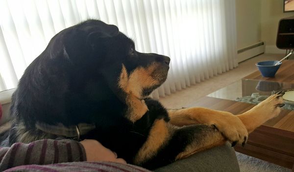 image of Zelda the Black and Tan Mutt lying across my lap, with her paws crossed