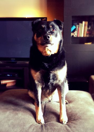 image of Zelda the Black and Tan Mutt sitting on the ottoman, looking at me