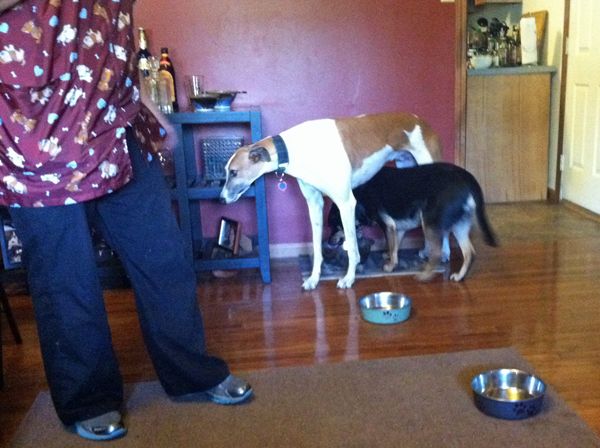 Zelly drinks from the dogs' water dish while Dudley stands directly above her