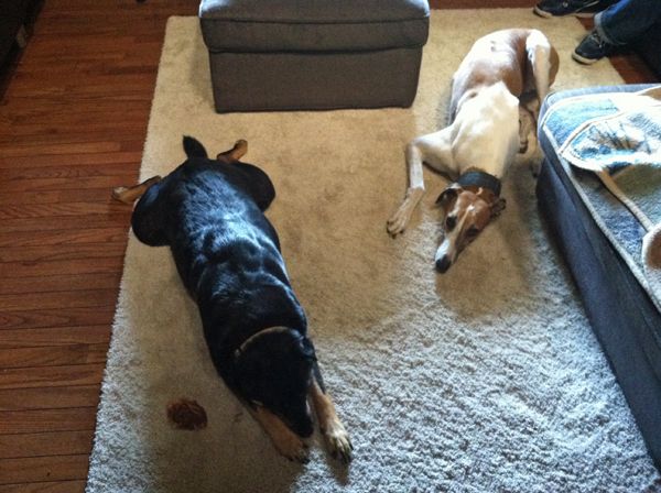 image of Dudley and Zelda lying beside each other in funny positions
