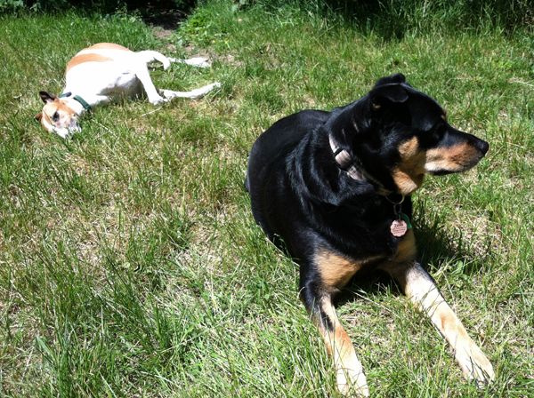 image of Zelda and Dudley lying in the grass; Zelda is in the foreground looking alert, and Dudley is in the background, lying on his side