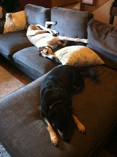 image of Zelly and Dudley the Dogs lying on the couch and taking up the whole darn thing