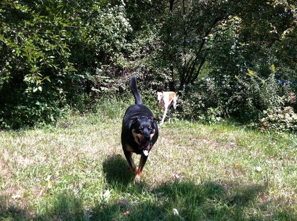 image of Zel running toward me, with Dudley behind her