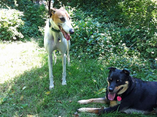image of Zelly lying in the grass, with Dudley standing beside her; both of them are panting with their tongues hanging out