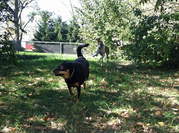 Zelda the Black-and-Tan Mutt runs through the garden, while Dudley the Greyhound chases her
