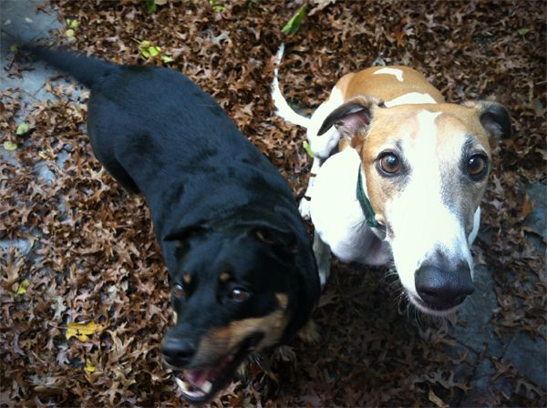 image of Zelly and Dudley; Zelly is standing and wagging her tail and Dudley is sitting and looking up at me with a grin