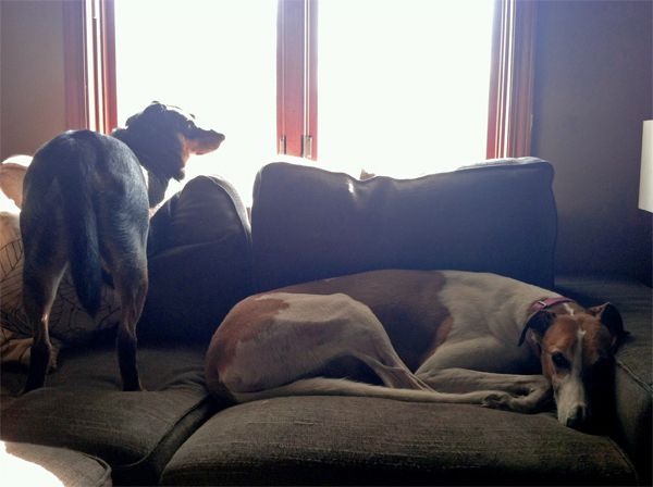 image of Dudley the Greyhound lying curled up on the loveseat in front of the window while Zelda the Black and Tan Mutt stands on the loveseat next to him, looking out the window