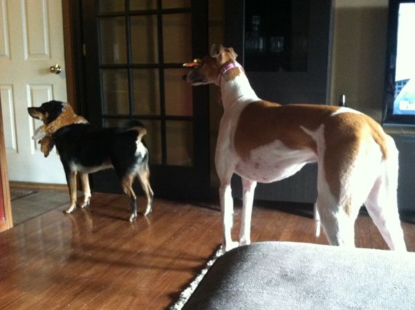 image of Zelly standing in the kitchen door, wearing her scarf, with Dudley right behind her