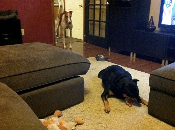 Zelda the Black-and-Tan Mutt lies on the living room floor chewing on her pig's ear; Dudley the Greyhound stands in the kitchen doorway, staring at her