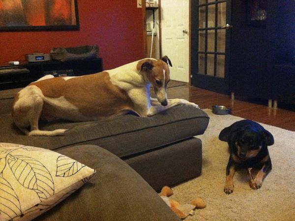 Zelda lies on the floor chewing contentedly; Dudley sits above on the chaise staring down at her