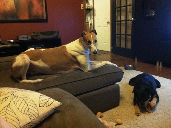 Zelda lies on the floor chewing contentedly; Dudley sits above on the chaise looking at me desperately