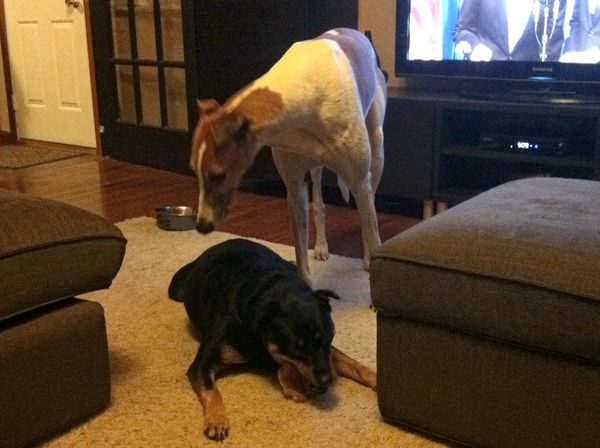 Zelda on the floor; Dudley now hovering directly over her, staring at her