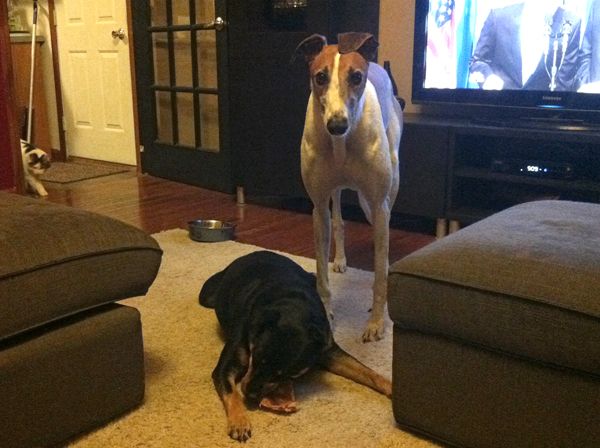 Zelda on the floor; Dudley standing next to me giving me a pitiful look