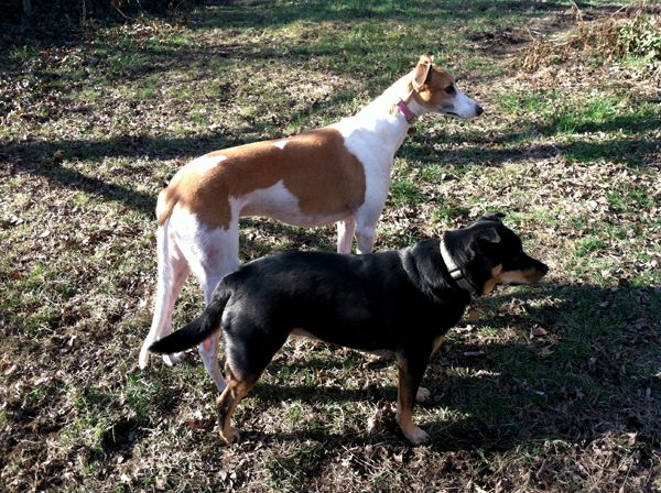 Dudley the Greyhound and Zelda the Black-and-Tan Mutt stand beside each other in the garden