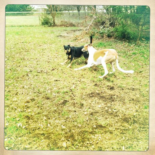 image of Dudley and Zelda playing in the garden