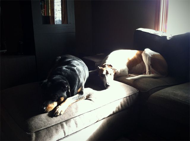 image of Dudley the Greyhound and Zelda the Black-and-Tan Mutt lying on the couch together in the sunshine