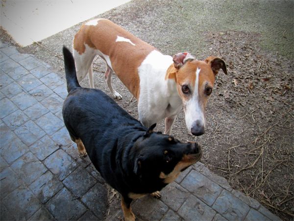 Dudley the Greyhound looks up at me, while Zelda the Black and Tan Mutt looks up at him, while we're all in the backyard
