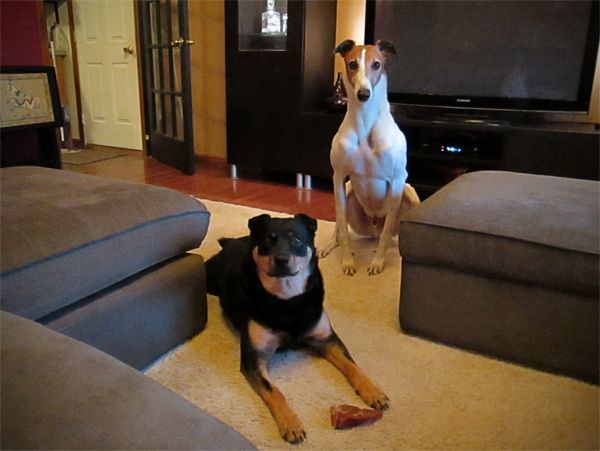 image of Dudley the Greyhound sitting beside Zelda the Mutt, who's lying on the floor; both of them look very stoic