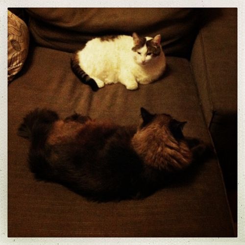 image of Livsy and Tilsy the cats curled up on the chaise facing one another