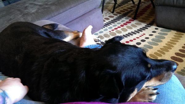 image of Zelda the Black and Tan Mutt, lying across my lap