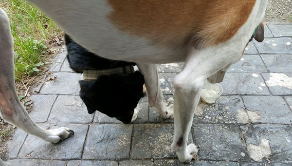 image of Dudley the Greyhound standing on the back patio eating out of a small plastic cup, while Zelda the Black and Tan Mutt eats out of a small plastic cup beneath him