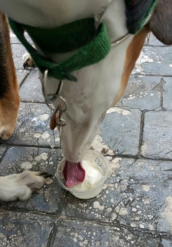 image of Dudley leaning down to lick out of his ice cream cup