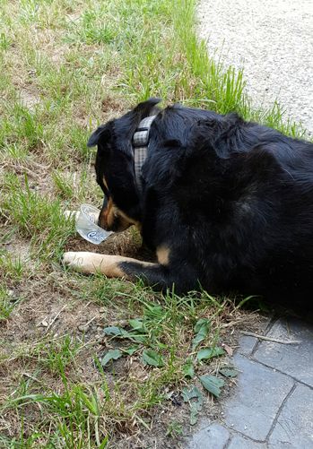 image of Zelda lying in the grass, her muzzle directed at the empty cup