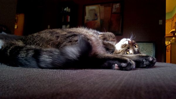 image of Sophie the Torbie Cat lying on her side on the ottoman, with her head turned upside down and her front paws in the air