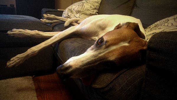 image of Dudley the Greyhound lying on the loveseat with his head hanging over the edge, his tongue lolling out of his mouth and a drip on the edge of his wet nose