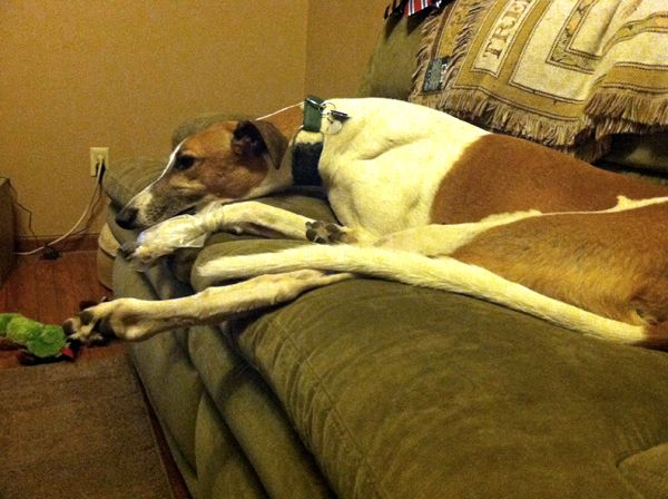 Dudley the Greyhound lies on the sofa with one of his front paws bandaged and wrapped in plastic