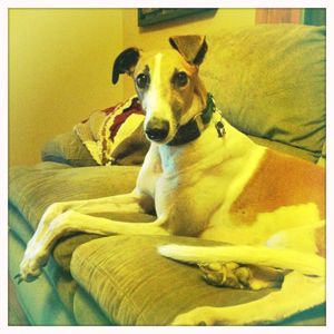 image of Dudley sitting on the couch with his ears at silly angles