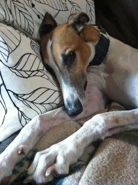 image of Dudley the Greyhound lying with his head on a pillow