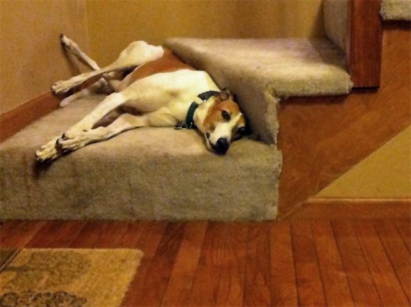 image of Dudley the Greyhound lying on the stairs in a funny position, looking at me