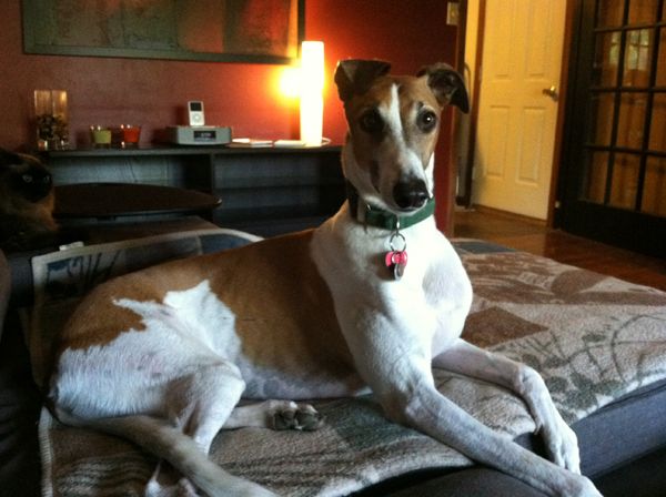 Dudley the Greyhound sits regally on the chaise with his ears flopped in kooky directions