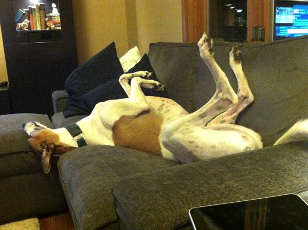image of Dudley lying on his back on the couch with his legs in the air, and his head stretched across a gap resting on the ottoman